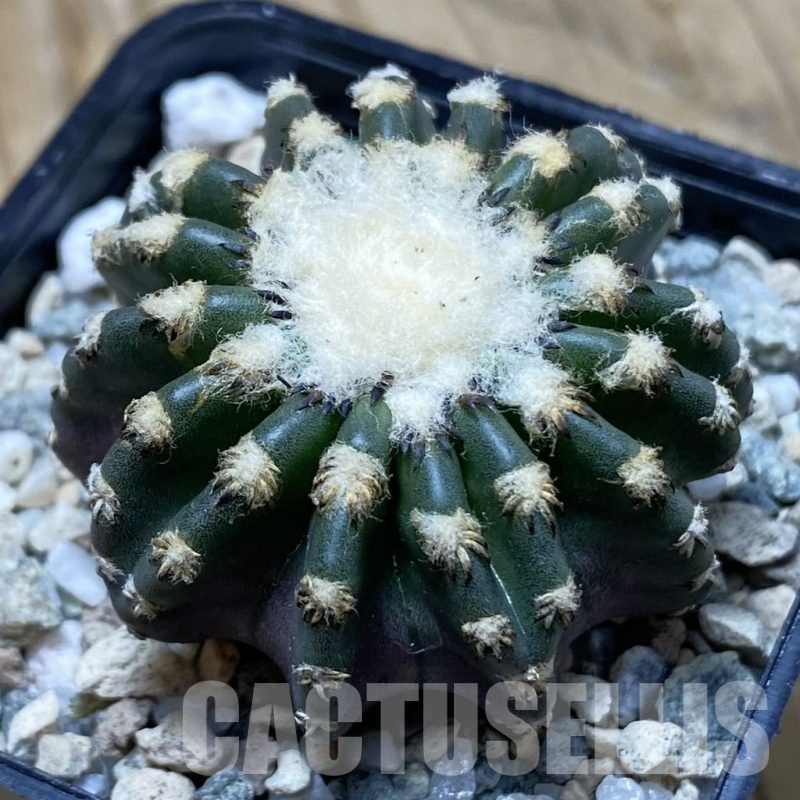 SH19748 Discocactus horstii