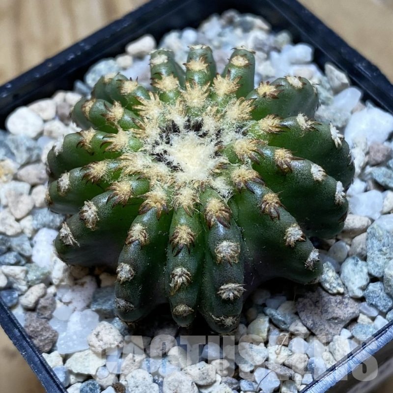 SH19749 Discocactus horstii