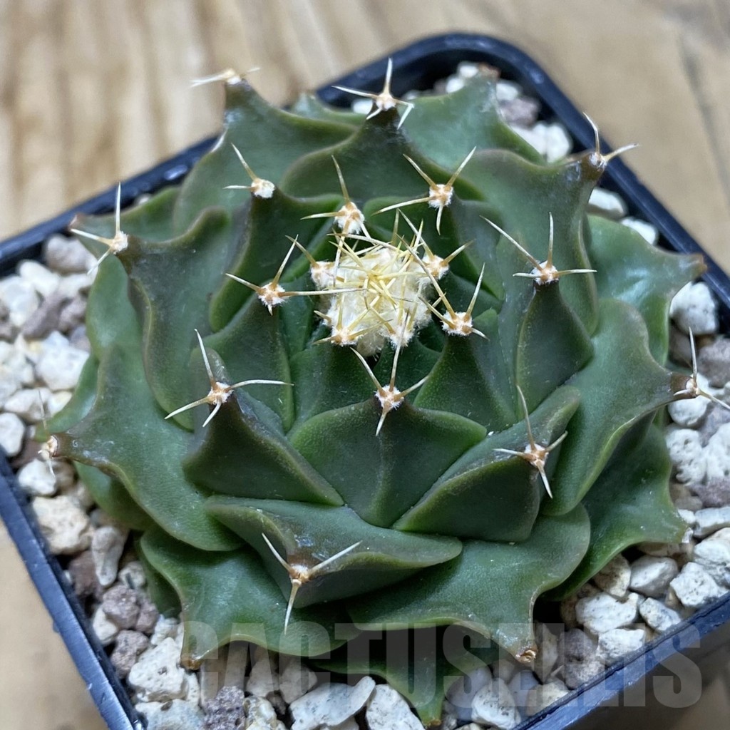 SH19750 Obregonia denegrii