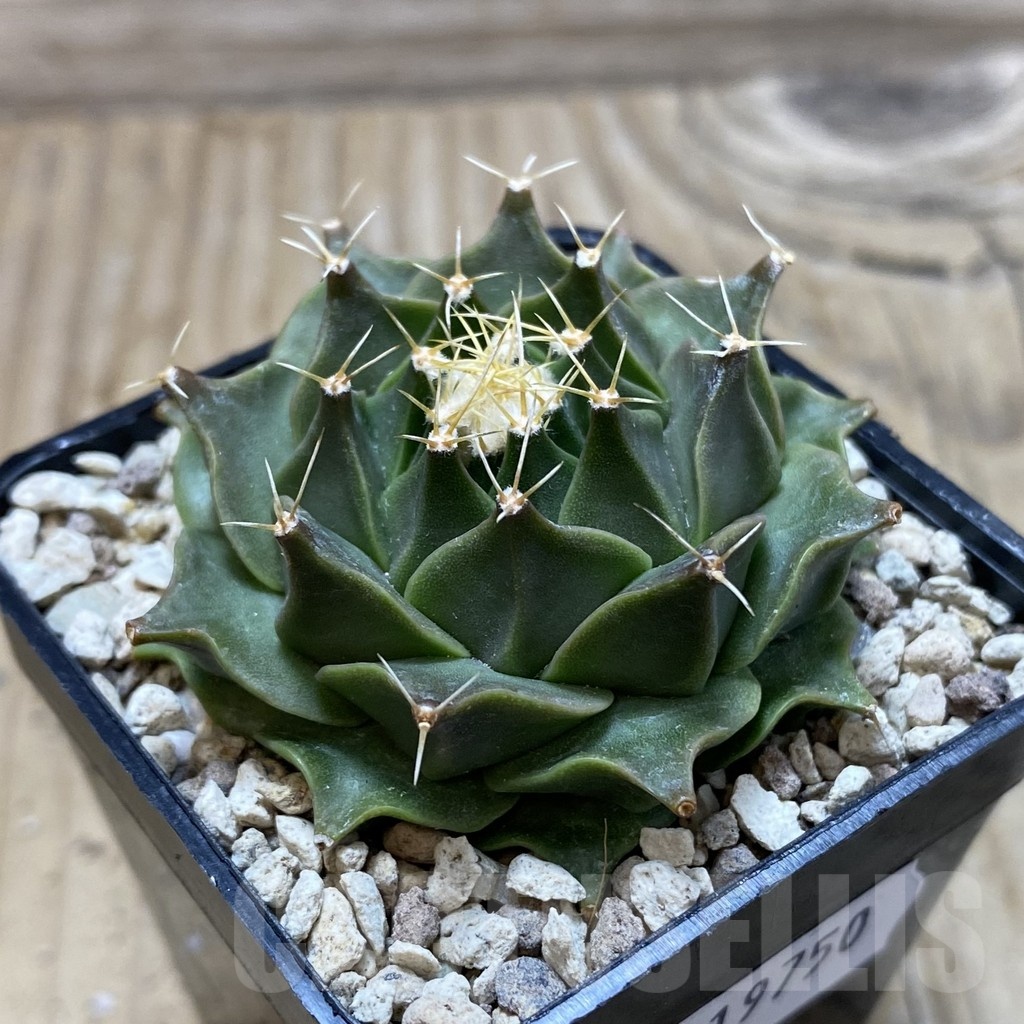 SH19750 Obregonia denegrii - Image 2