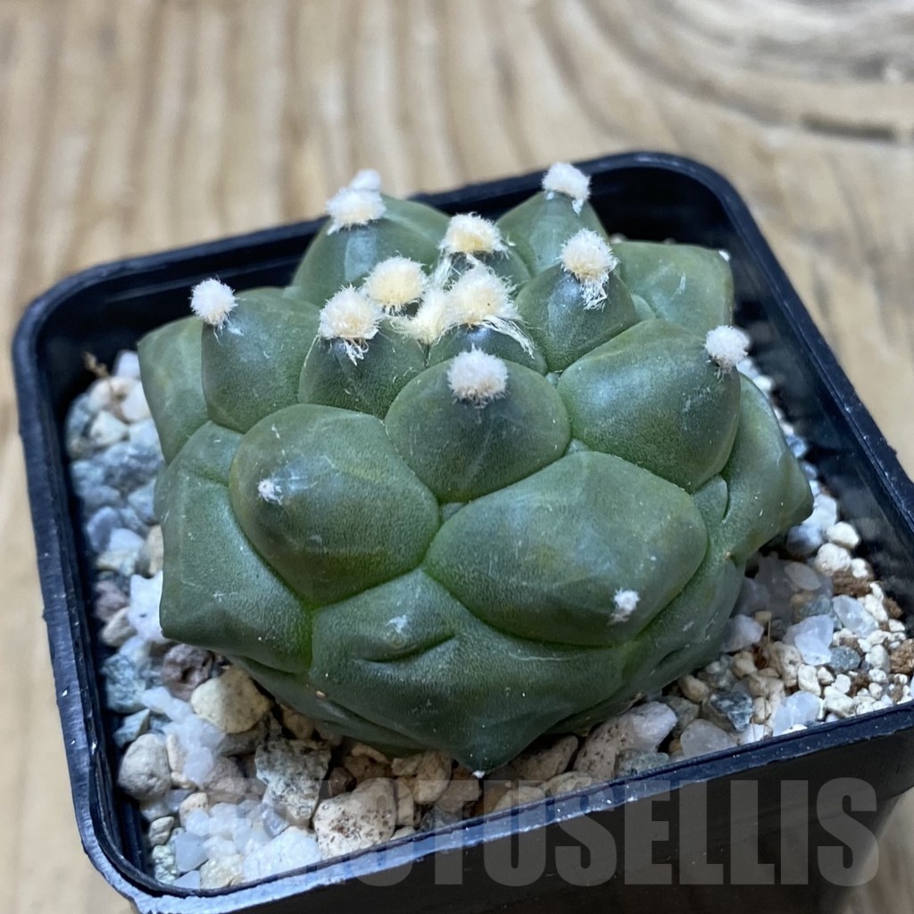 SH19962 Astrophytum asterias ‘Kikko' - immagine 2