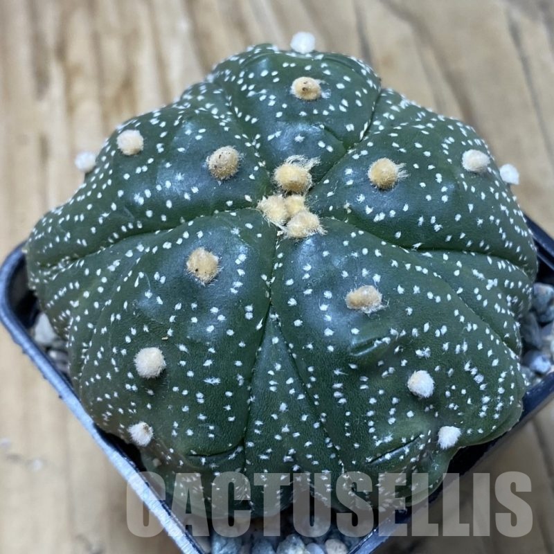 SH19963 Astrophytum asterias ‘Kikko' 5-ribs