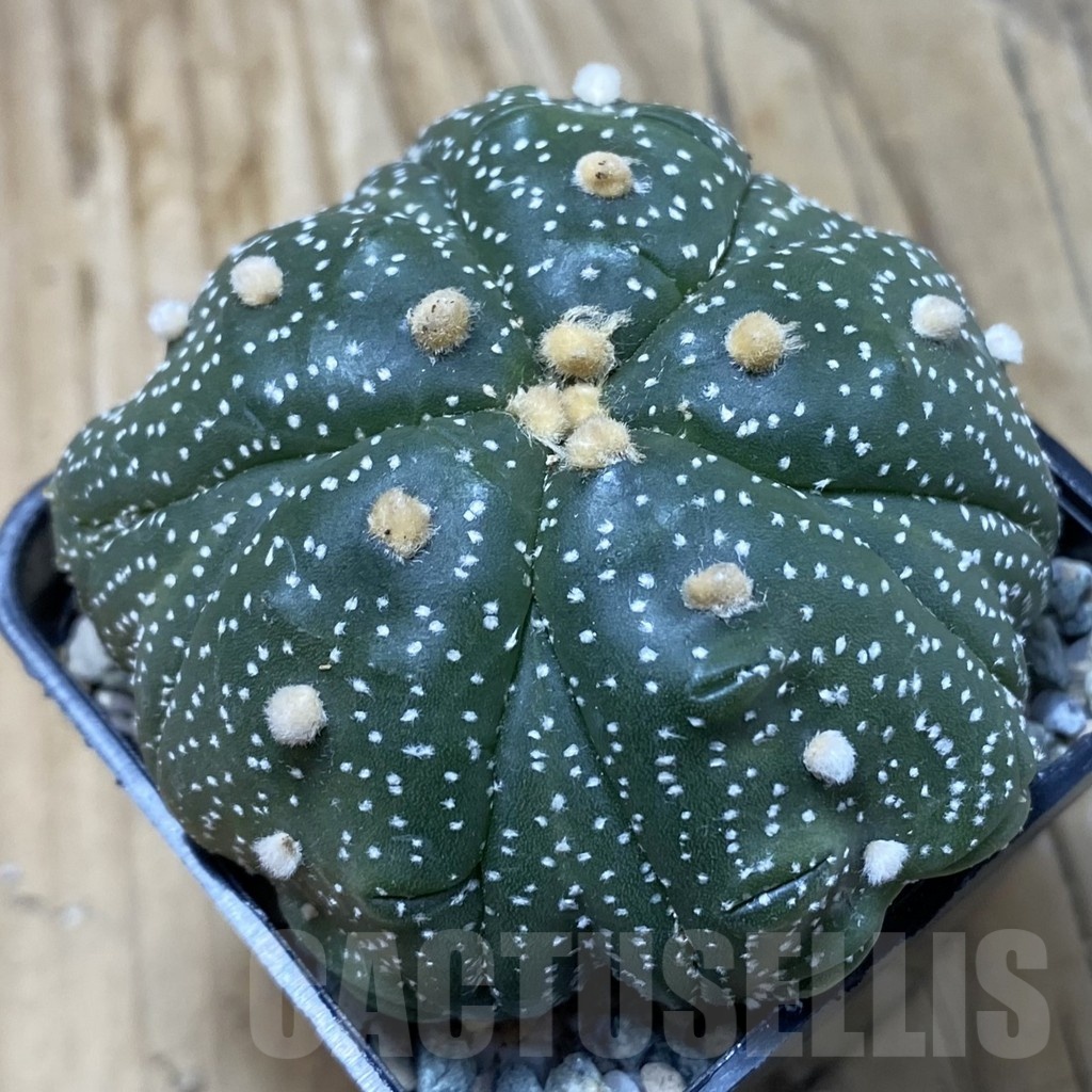SH19963 Astrophytum asterias ‘Kikko' 5-ribs