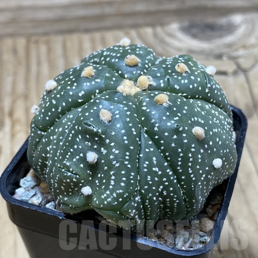 SH19963 Astrophytum asterias ‘Kikko' 5-ribs – Bild 2