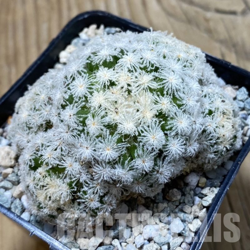 SH19965 Mammillaria plumosa ‘Snow’