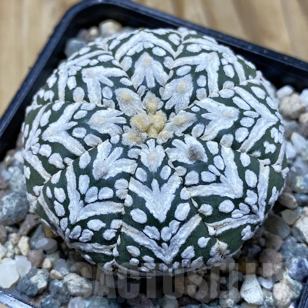 SH19933 Astrophytum asterias ‘Super Kabuto' V-type