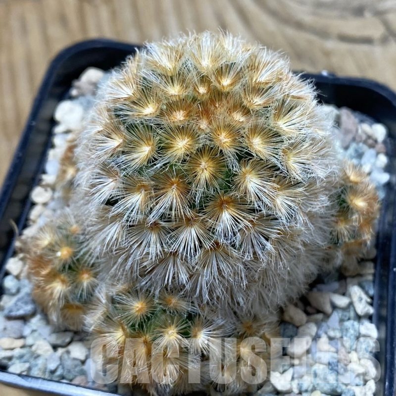 SH19967 Mammillaria carmenae f. rubrispina
