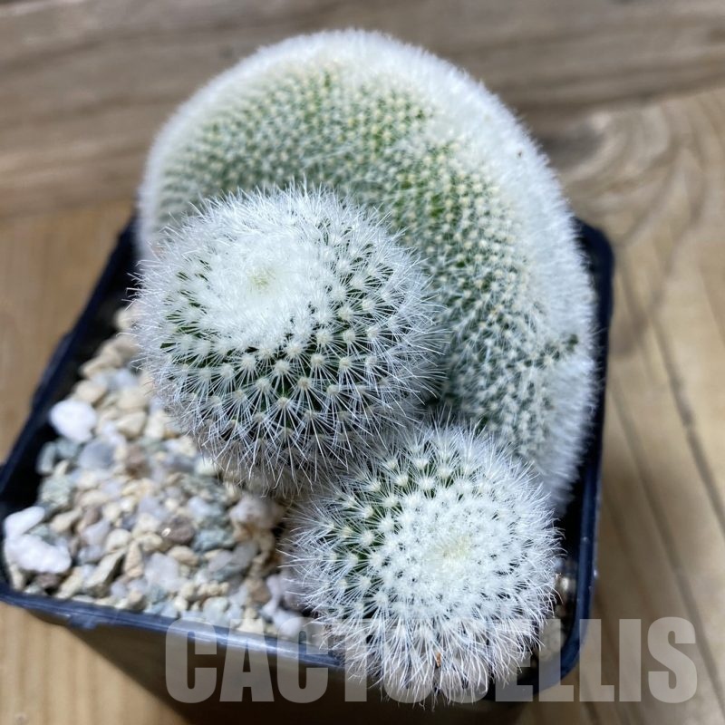 SH19968 Notocactus scopa v. canada f. cristata