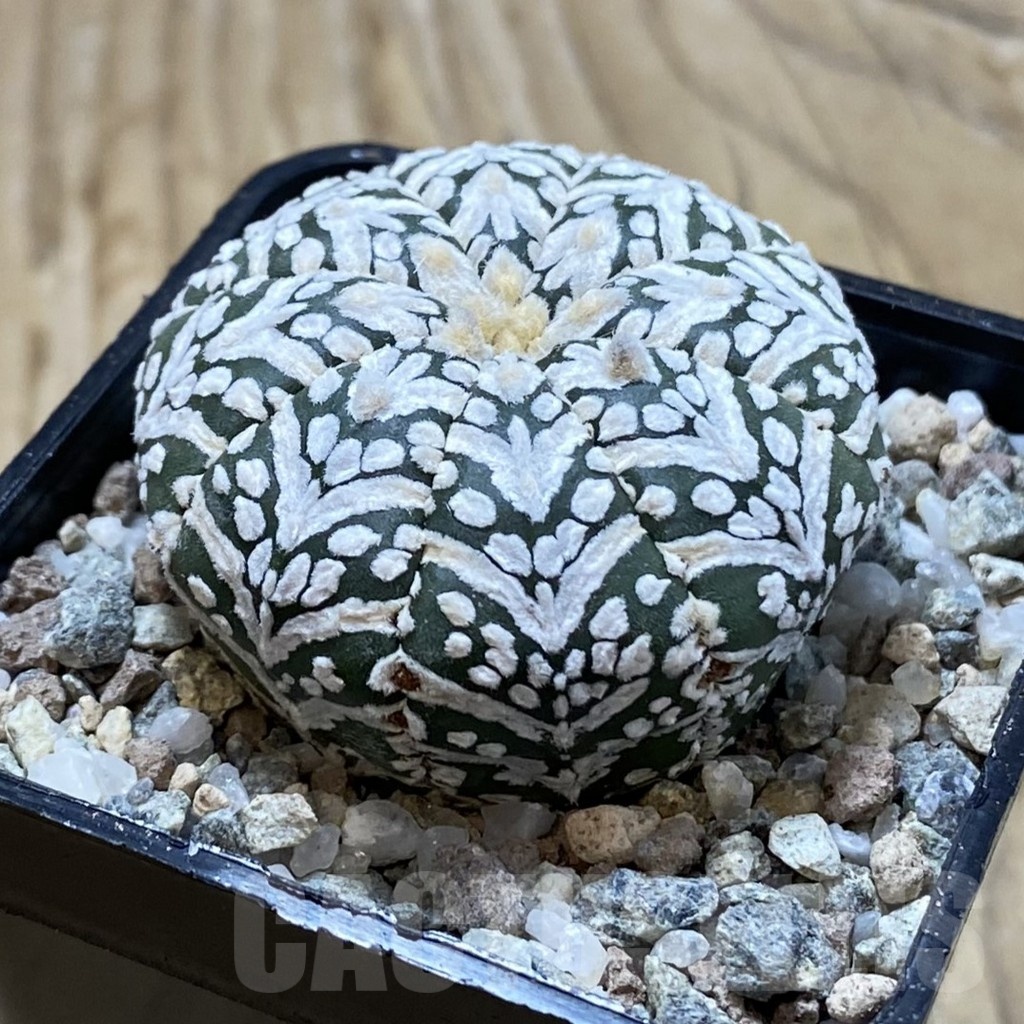 SH19933 Astrophytum asterias ‘Super Kabuto' V-type - Image 2