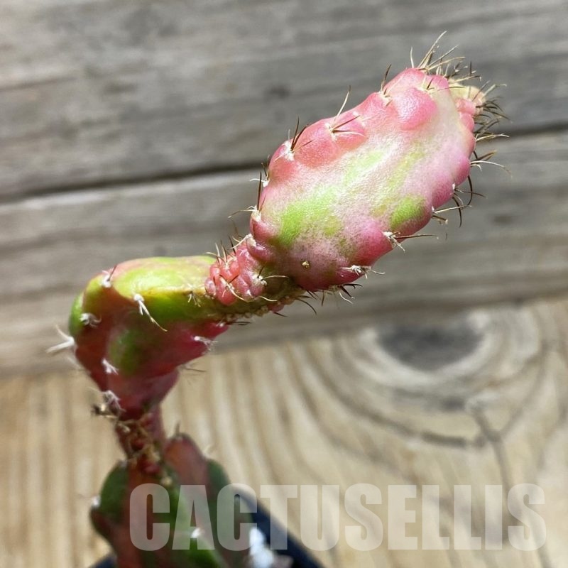 SH19971 Hylocalycium ‘Chimera variegata’