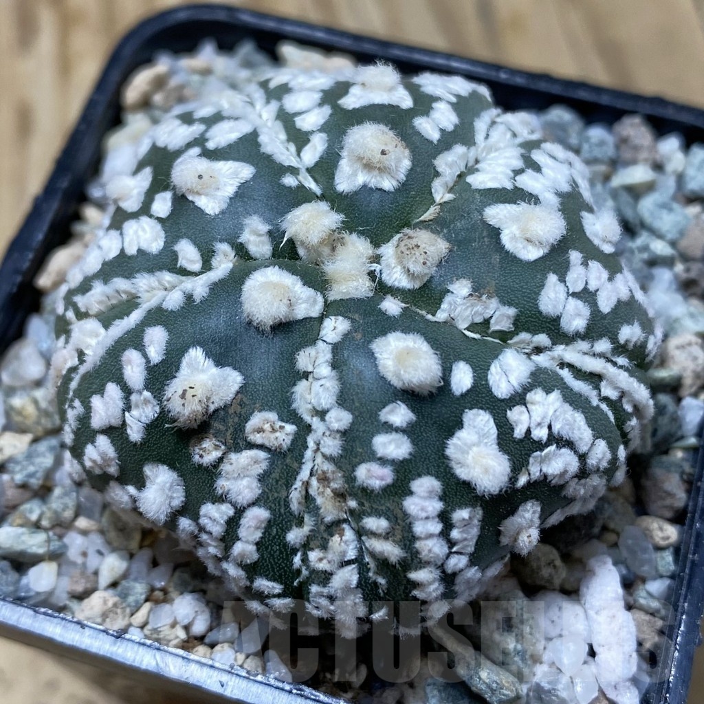 SH19934 Astrophytum asterias ‘Super Kabuto’ V-type, 5-ribs