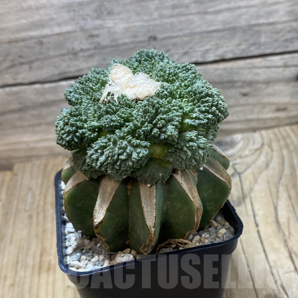 SH19978 Ariocarpus fissuratus ‘Godzilla’, grafted – Bild 2