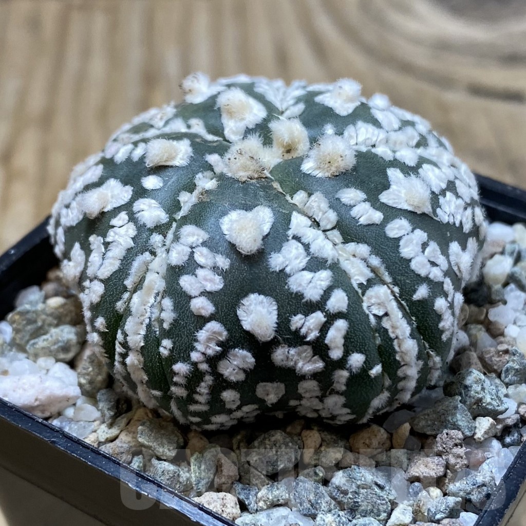SH19934 Astrophytum asterias ‘Super Kabuto’ V-type, 5-ribs - Image 2
