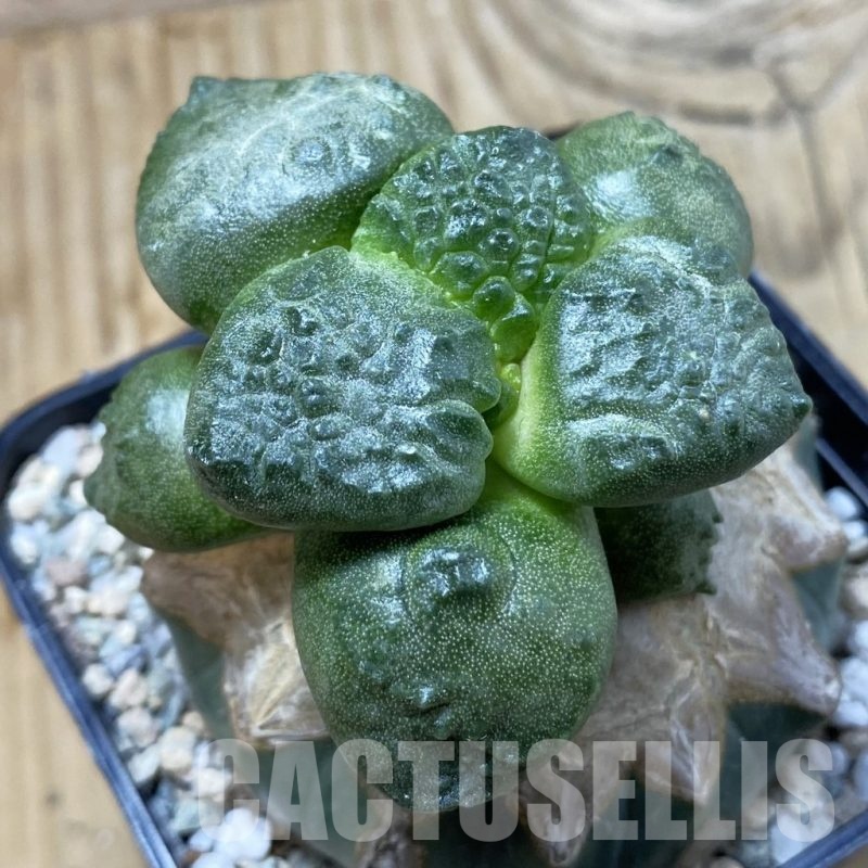 SH19981 Ariocarpus lloydii x ‘Godzilla’, grafted