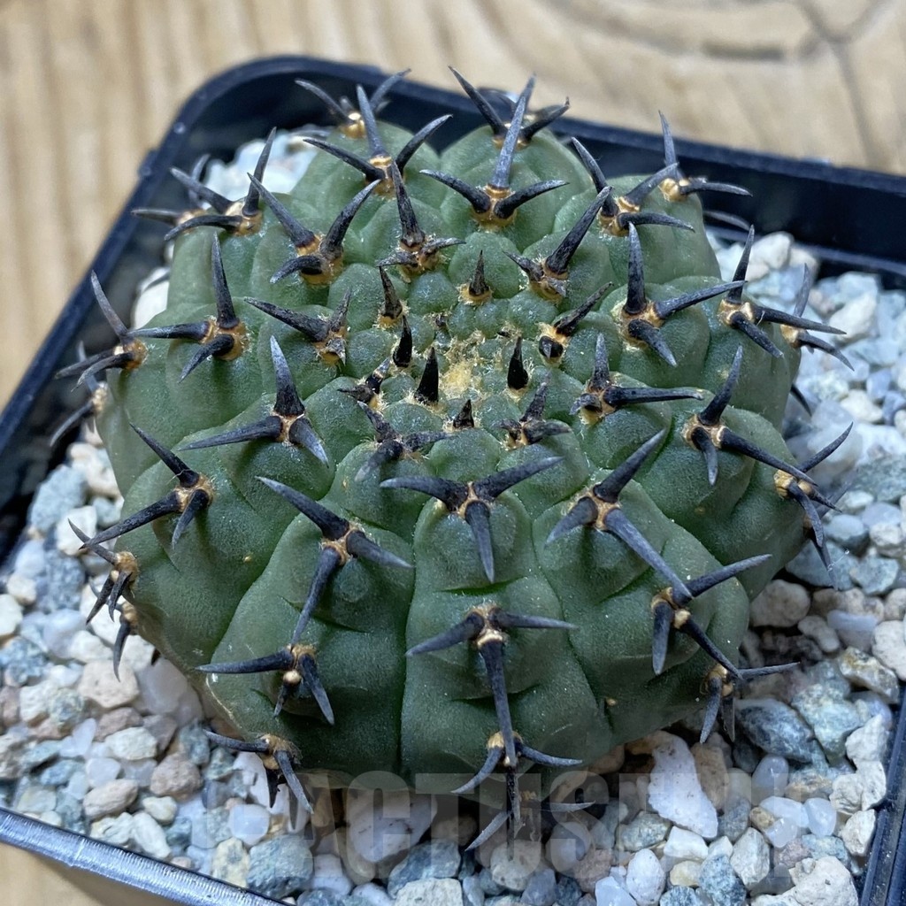 SH19982 Gymnocalycium bodenbenderianum ‘Black Spine’ -Japan-