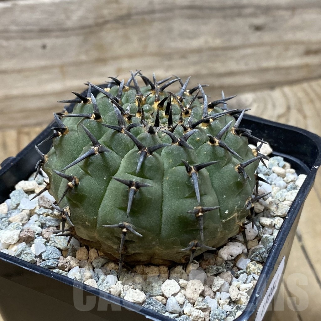 SH19982 Gymnocalycium bodenbenderianum ‘Black Spine’ -Japan- - immagine 2