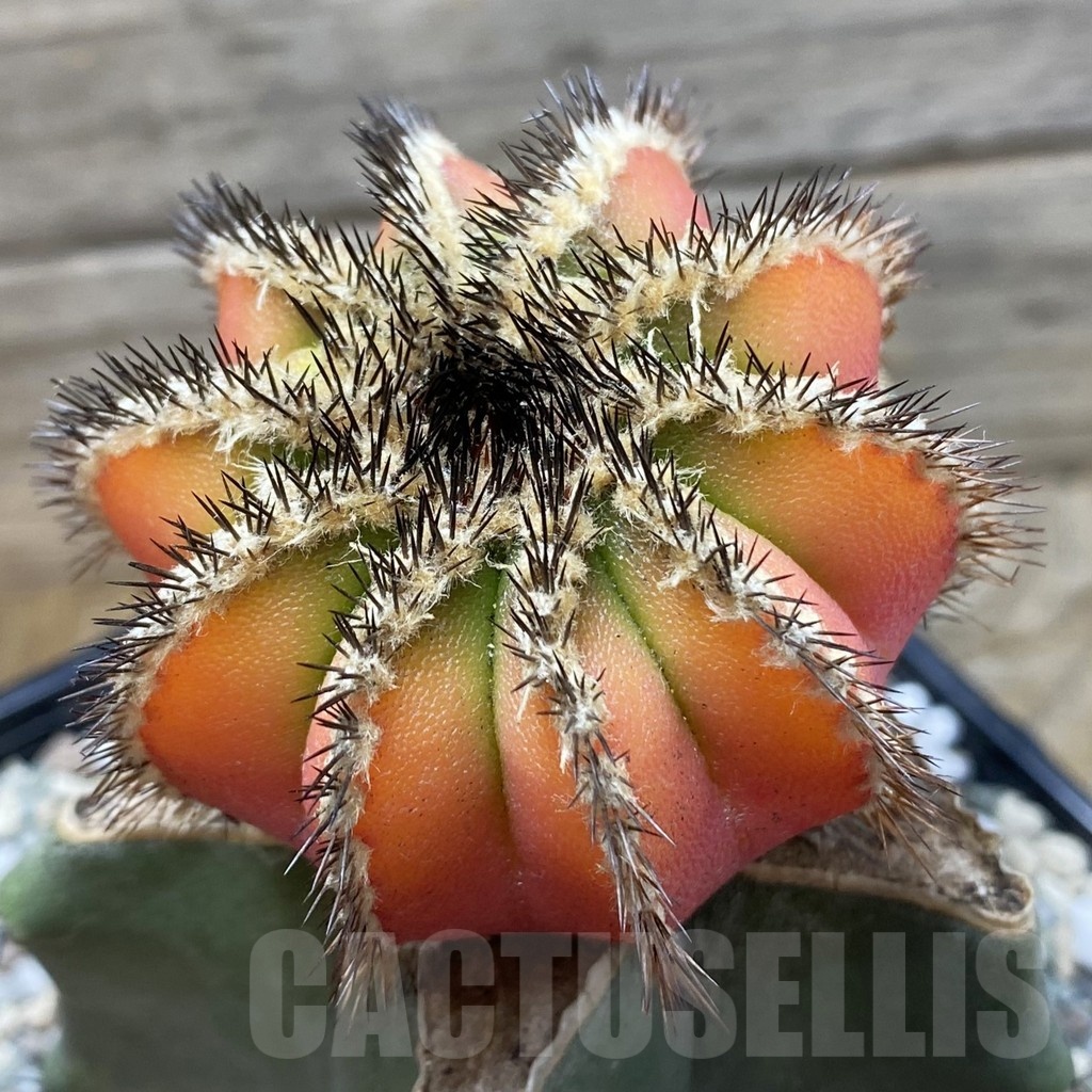 SH19984 Uebelmannia pectinifera f. variegata, grafted