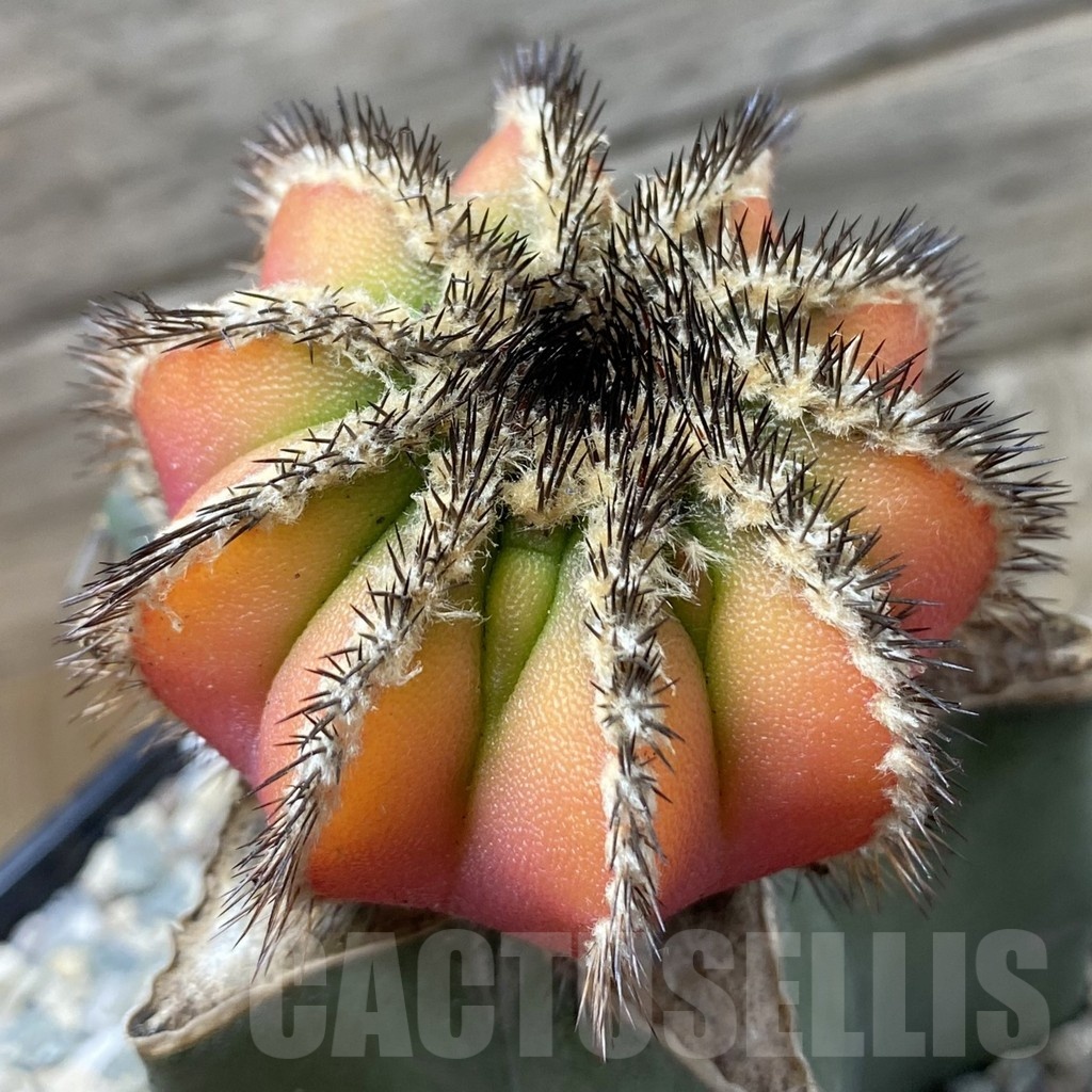 SH19984 Uebelmannia pectinifera f. variegata, grafted - Image 2