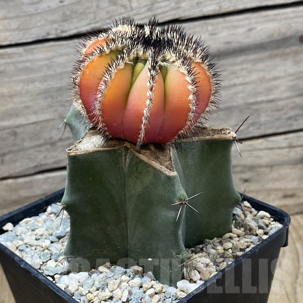 SH19984 Uebelmannia pectinifera f. variegata, grafted - Image 3