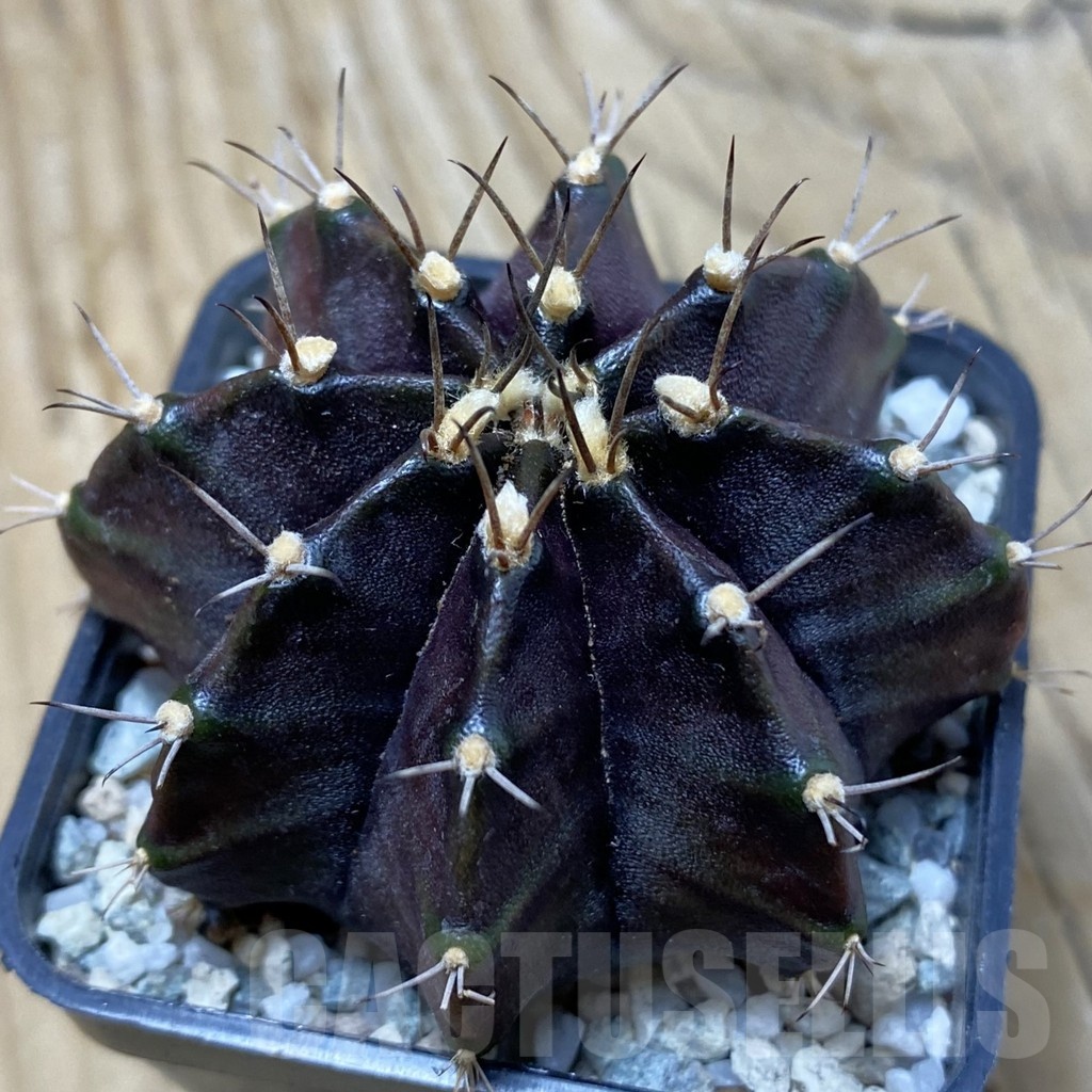 SH19985 Gymnocalycium mihanovichii ‘Black Widow’