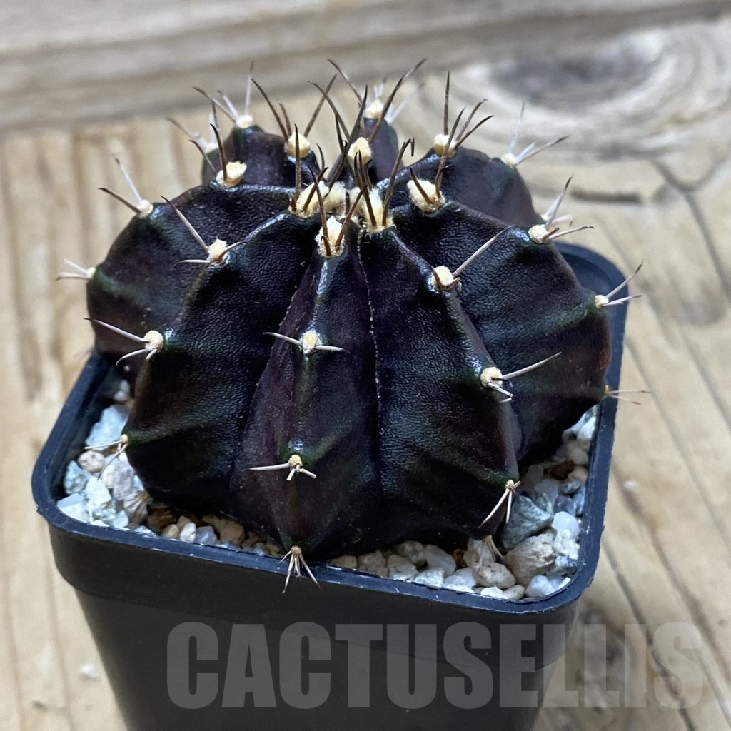 SH19985 Gymnocalycium mihanovichii ‘Black Widow’ - Image 2