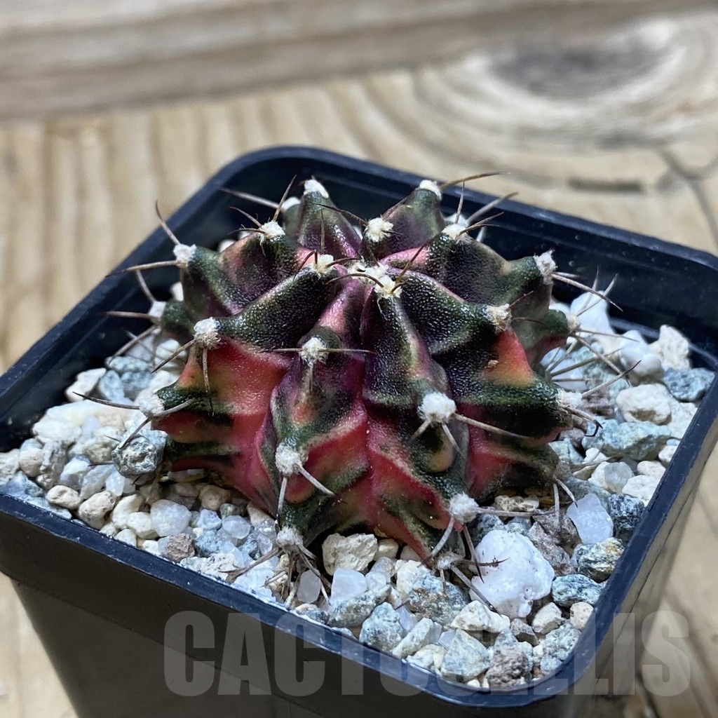 SH19986 Gymnocalycium mihanovichii 'Hell boy' - Image 2