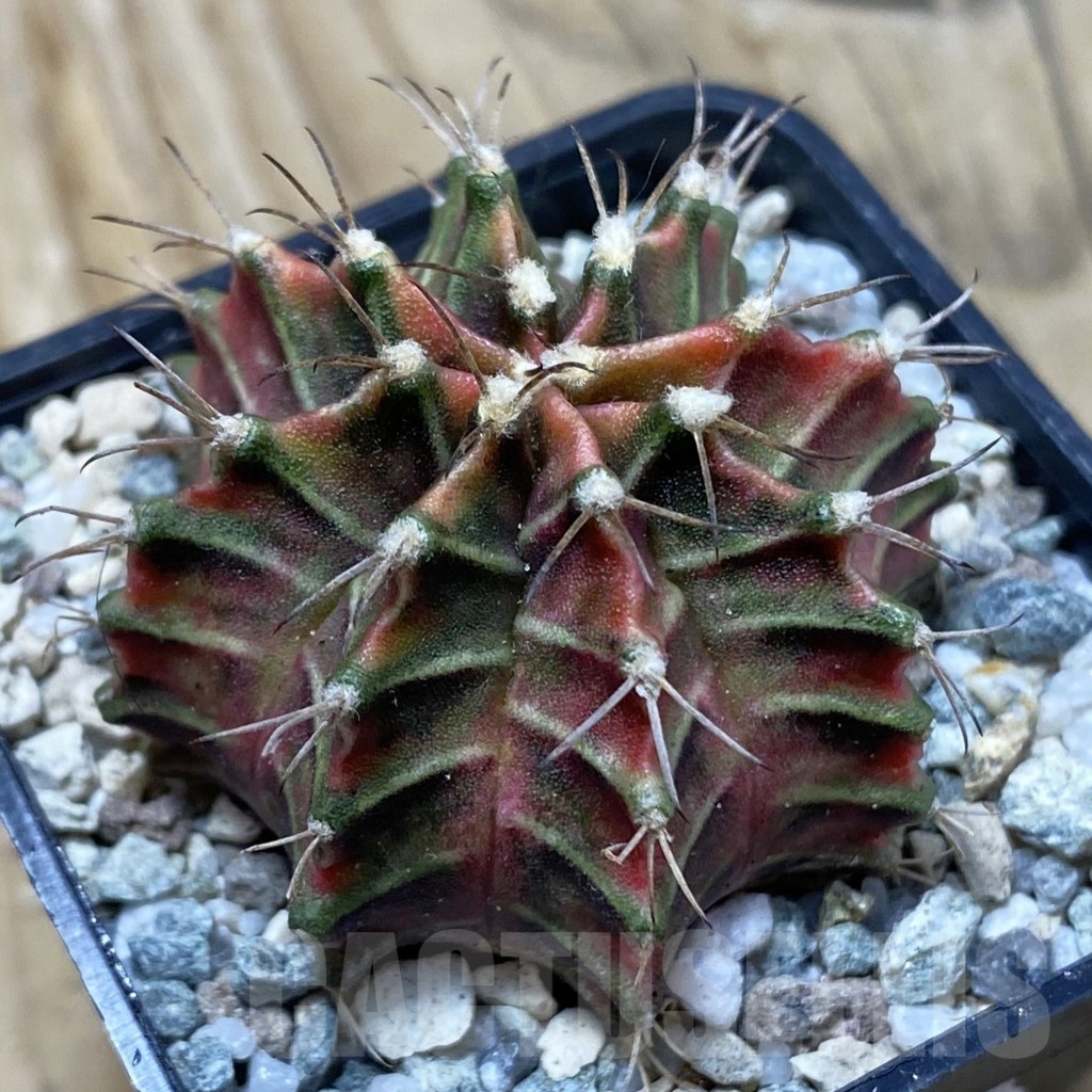 SH19989 Gymnocalycium mihanovichii 'Good Sarari'