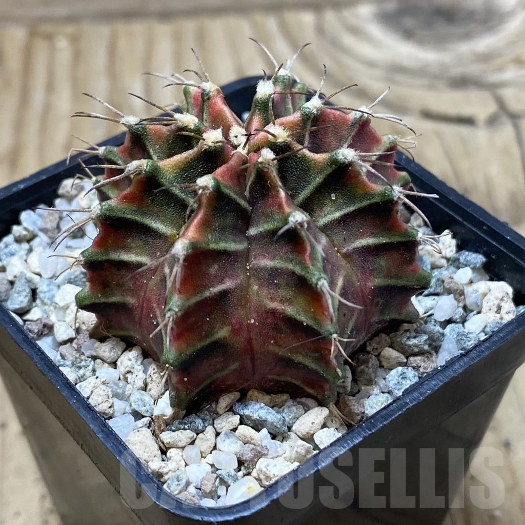 SH19989 Gymnocalycium mihanovichii 'Good Sarari' - Image 2