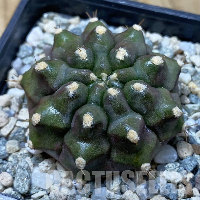 SH19990 Gymnocalycium mihanovichii ‘Kiri manjaro’
