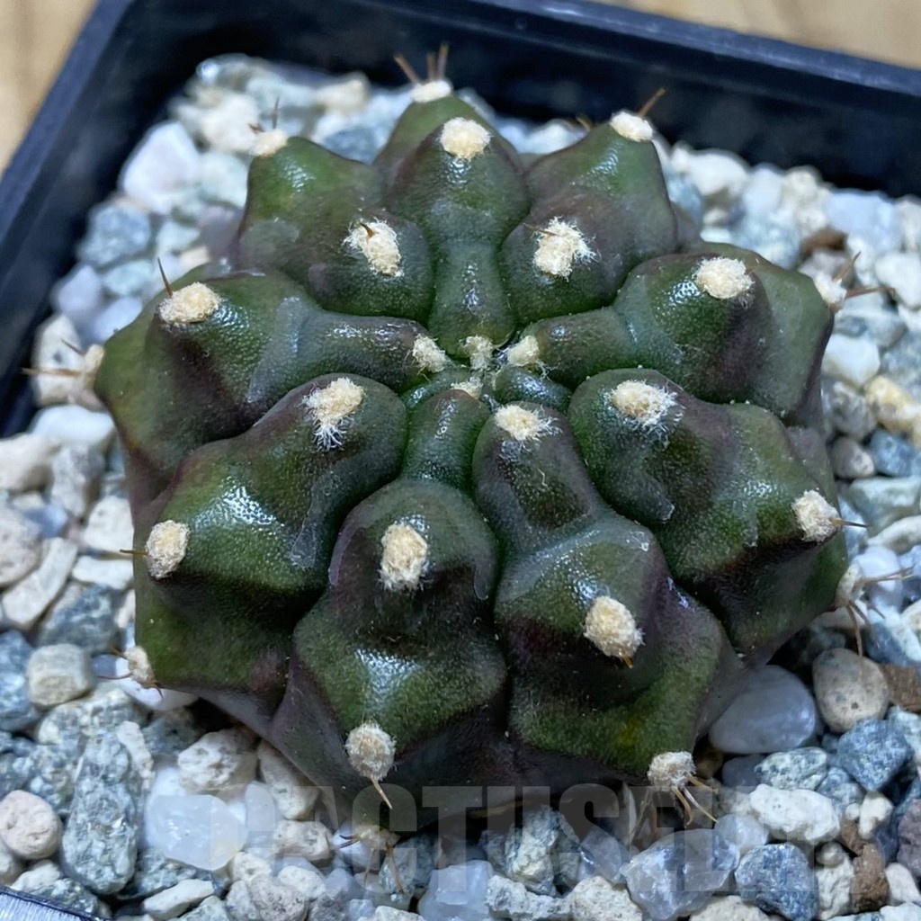 SH19990 Gymnocalycium mihanovichii ‘Kiri manjaro’