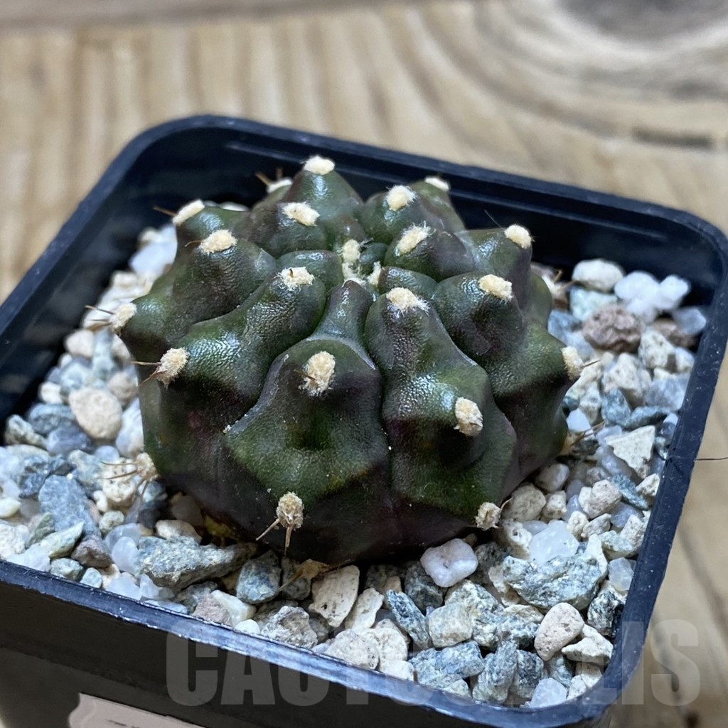 SH19990 Gymnocalycium mihanovichii ‘Kiri manjaro’ - immagine 2