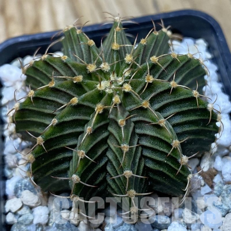 SH19991 Gymnocalycium friedrichii 9R001