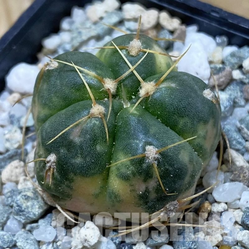 SH19993 Gymnocalycium horstii f. variegata