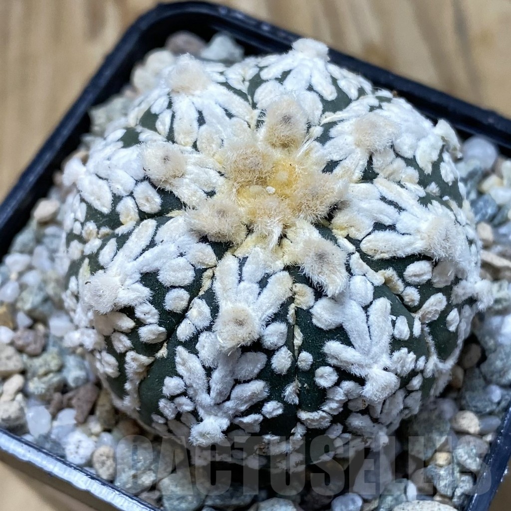 SH19936 Astrophytum asterias ‘Super Kabuto’ V-type