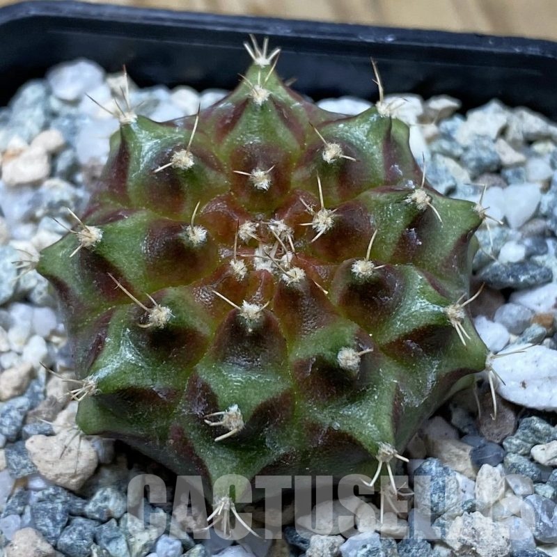 SH19995 Gymnocalycium mihanovichii ‘Neon’ Brown