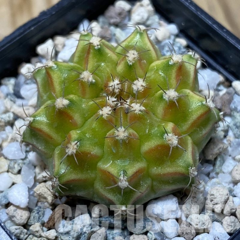 SH19996 Gymnocalycium mihanovichii ‘Neon’ Green