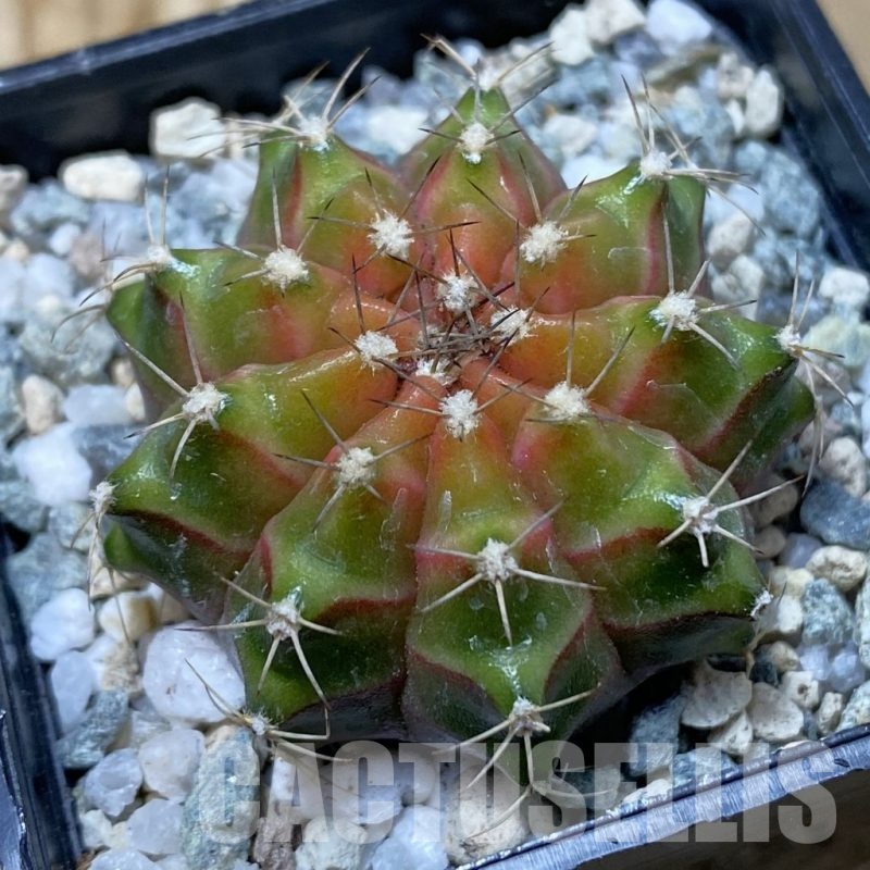SH19997 Gymnocalycium mihanovichii ‘Neon’ Pink