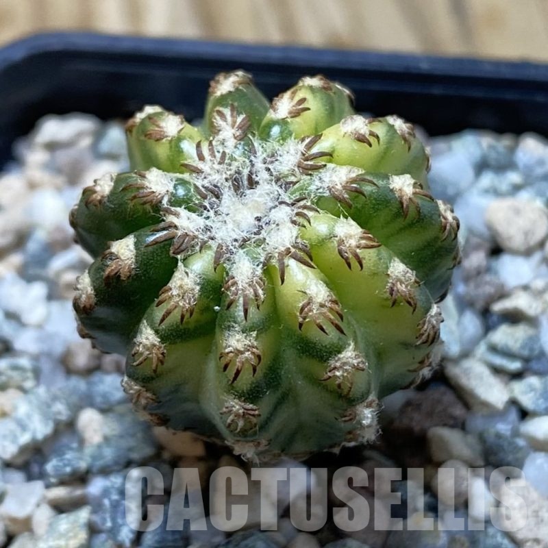 SH19998 Discocactus horstii f. variegata