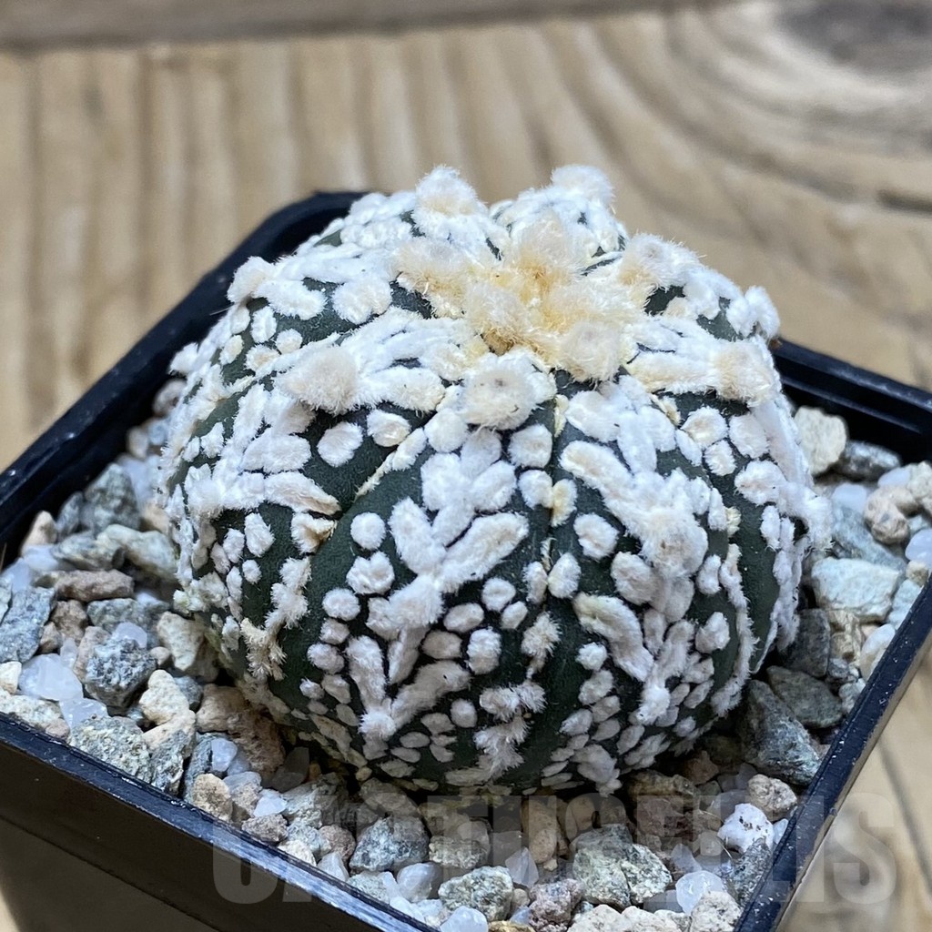 SH19936 Astrophytum asterias ‘Super Kabuto’ V-type - Image 3