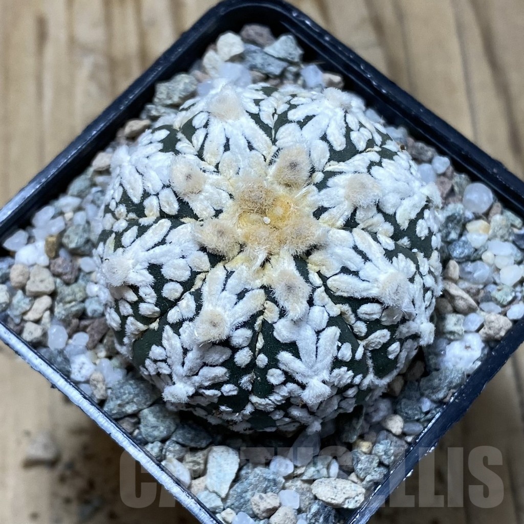 SH19936 Astrophytum asterias ‘Super Kabuto’ V-type - Image 2