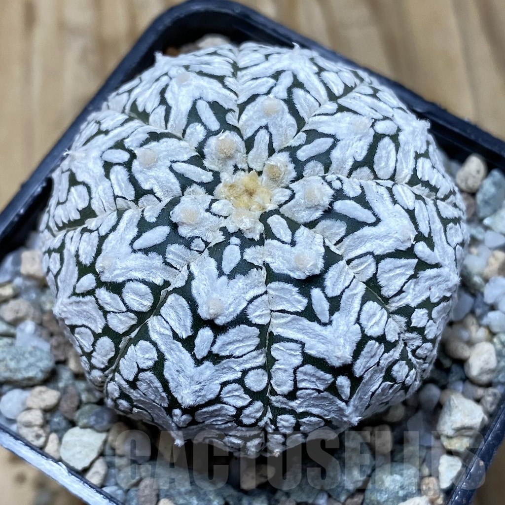 SH19937 Astrophytum asterias ‘Super Kabuto’ V-type