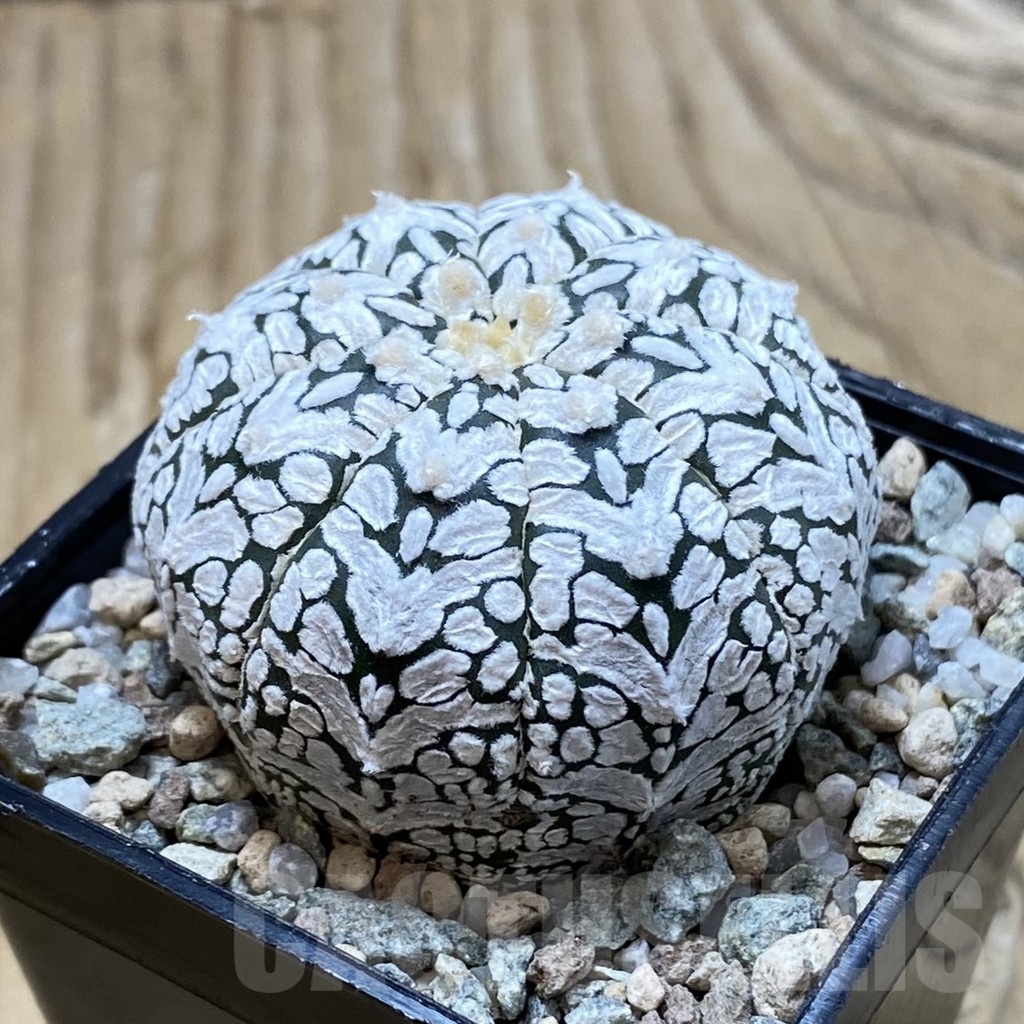 SH19937 Astrophytum asterias ‘Super Kabuto’ V-type - Image 2