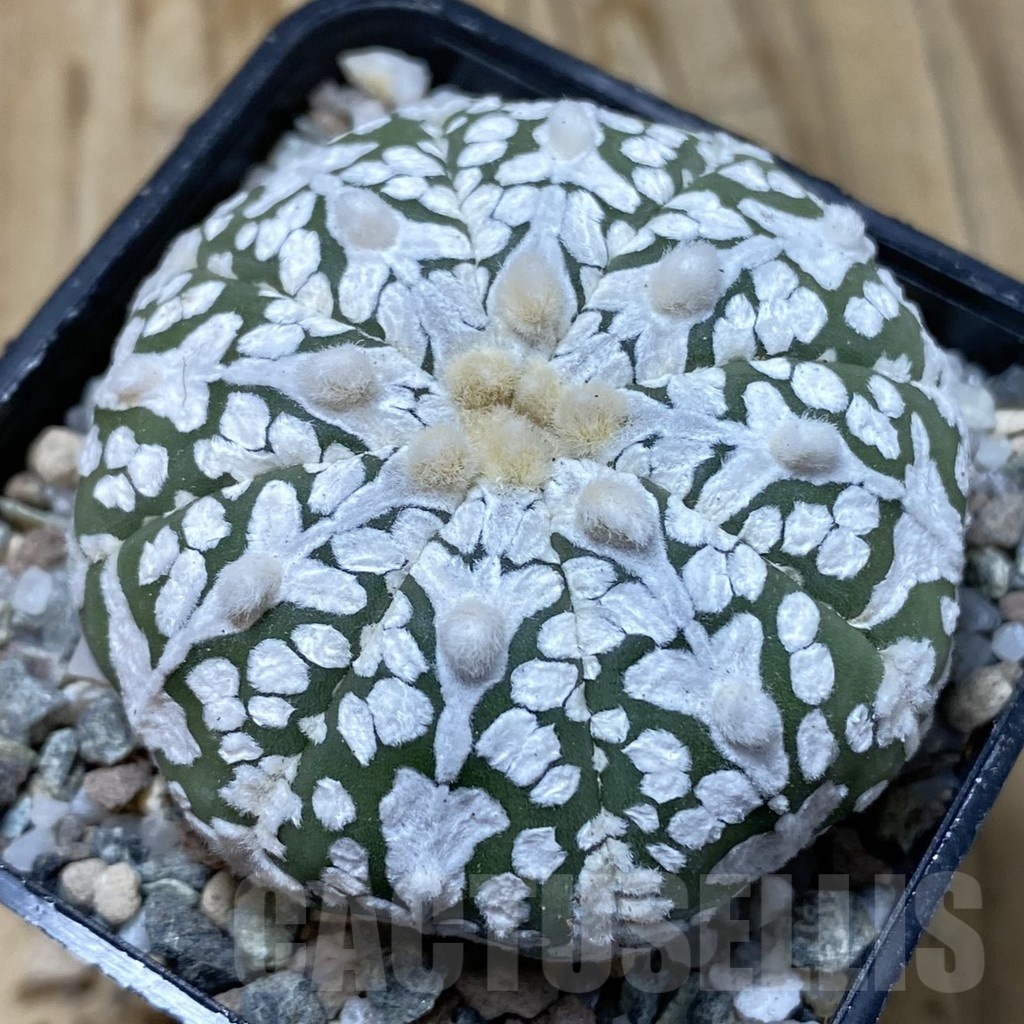 SH19938 Astrophytum asterias ‘Super Kabuto’ V-type