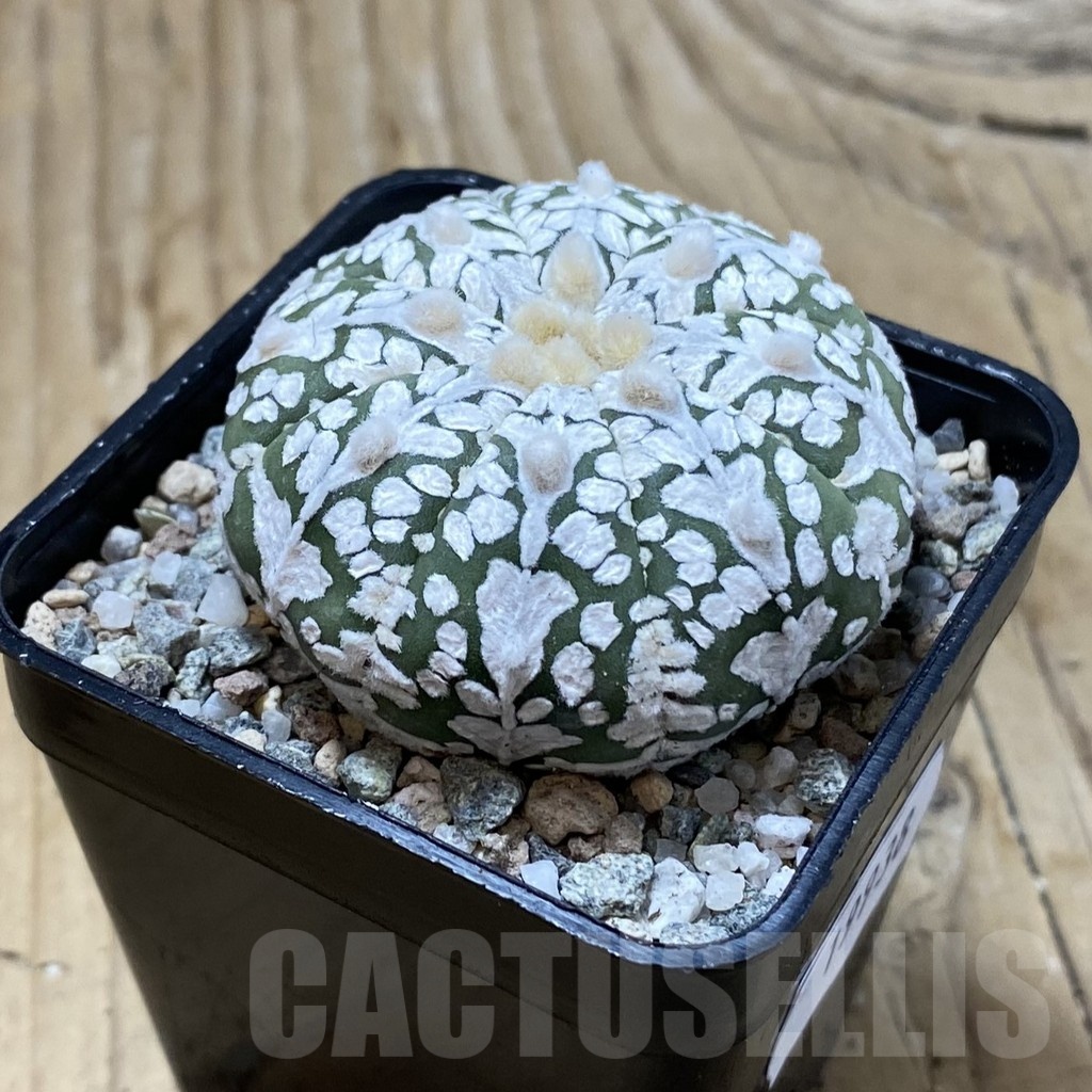 SH19938 Astrophytum asterias ‘Super Kabuto’ V-type - Image 2