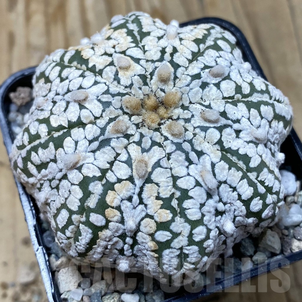 SH19940 Astrophytum asterias ‘Super Kabuto Star Shape’