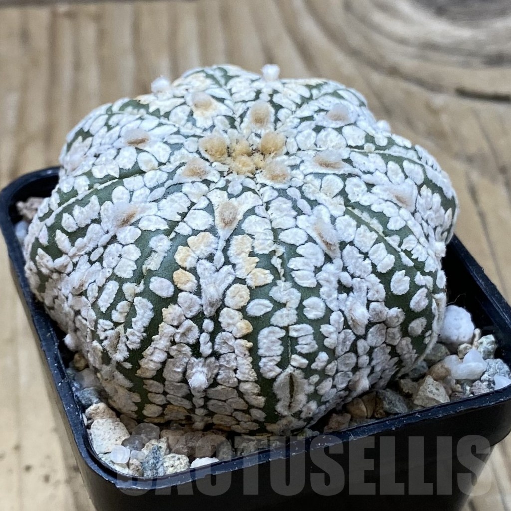 SH19940 Astrophytum asterias ‘Super Kabuto Star Shape’ - Imagen 2