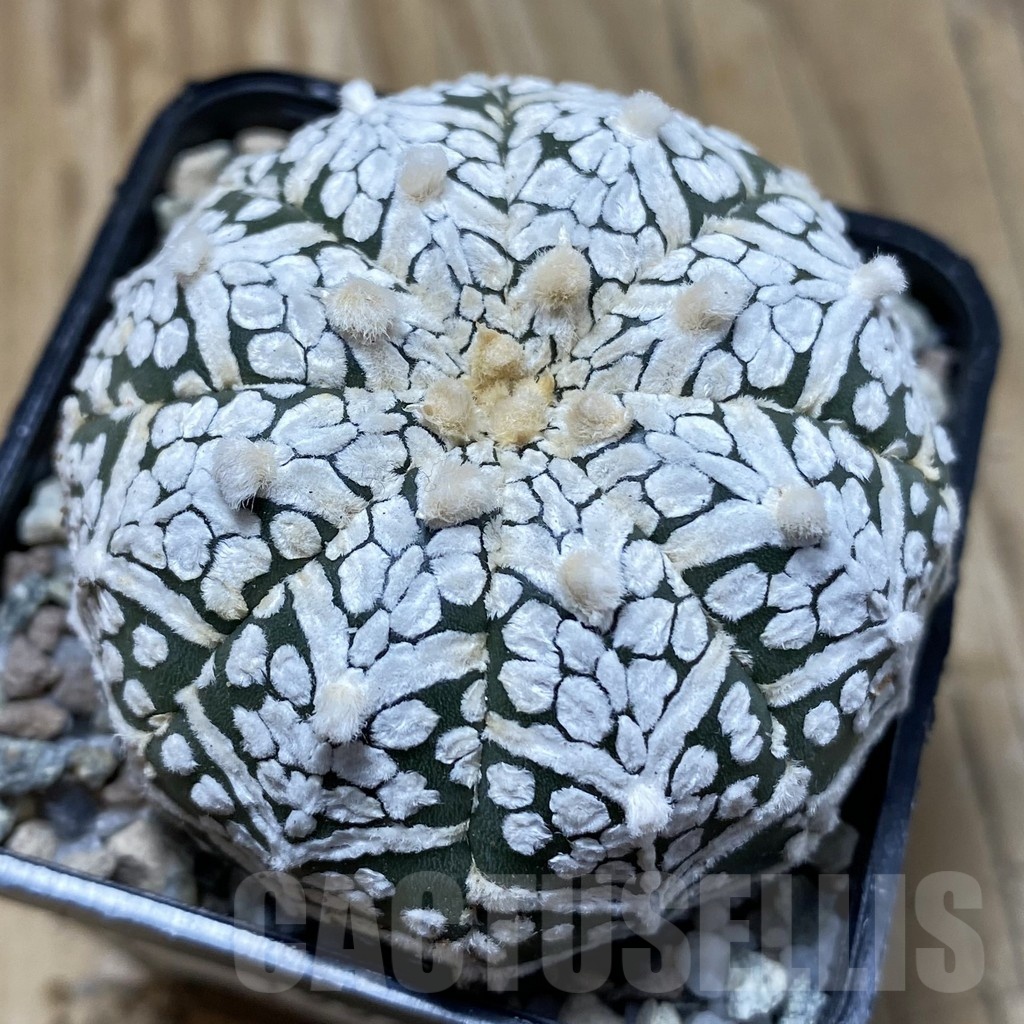 SH19941 Astrophytum asterias ‘Super Kabuto’ V-type