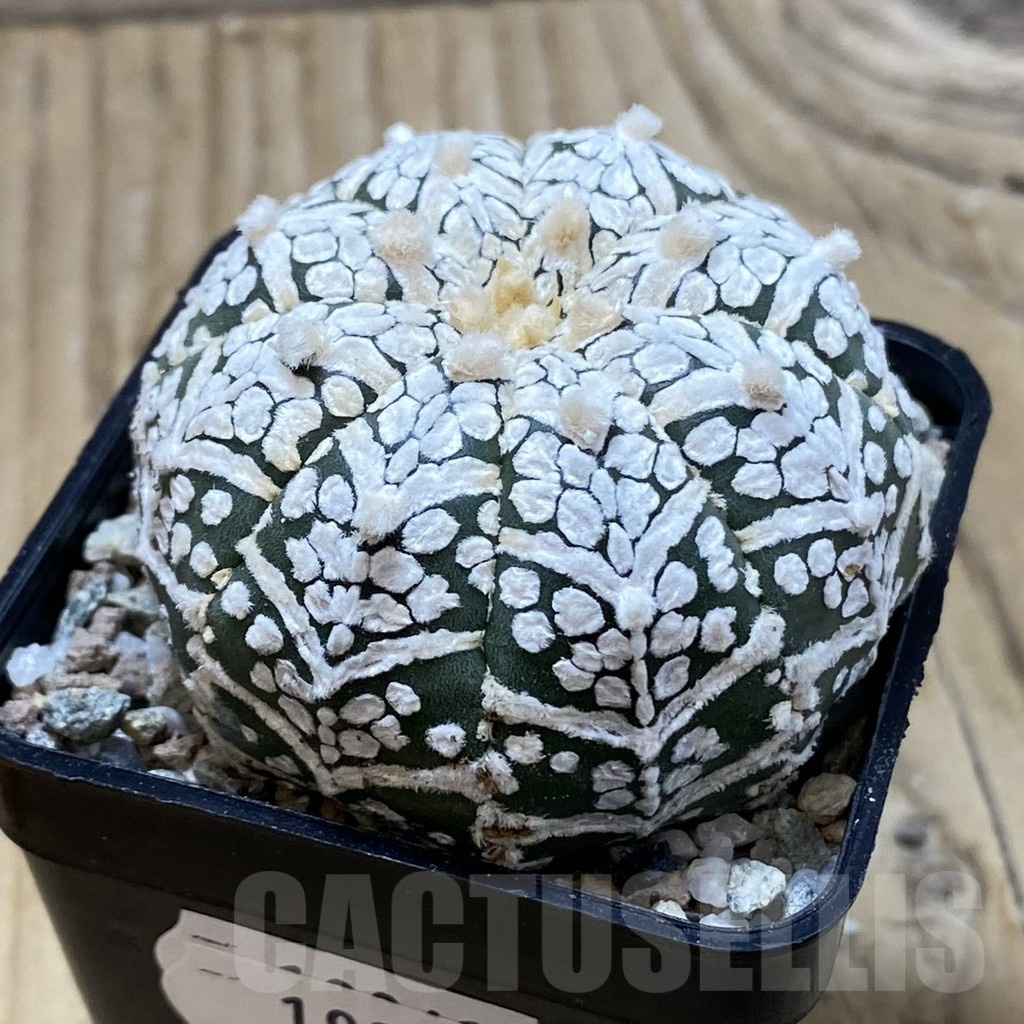 SH19941 Astrophytum asterias ‘Super Kabuto’ V-type - Image 2