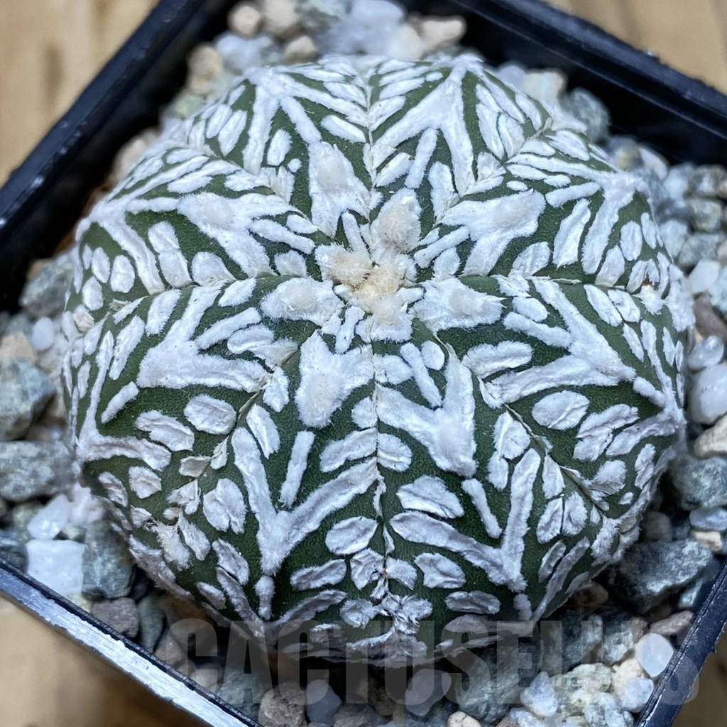 SH19942 Astrophytum asterias ‘Super Kabuto’ V-type