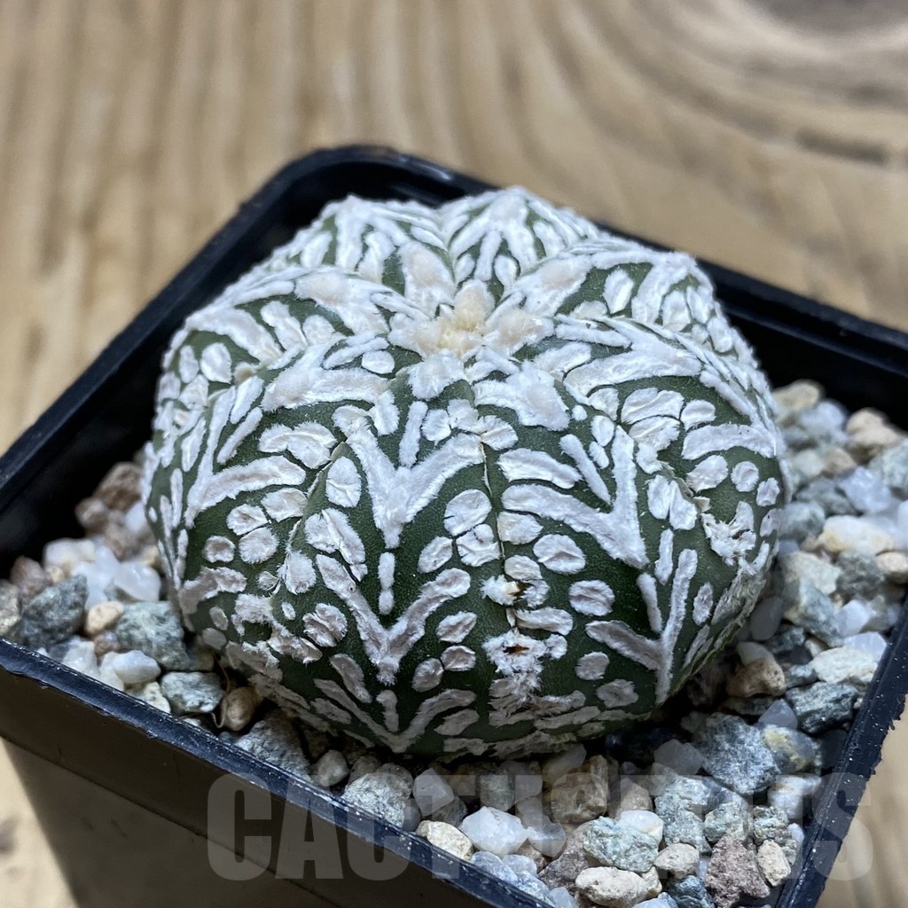 SH19942 Astrophytum asterias ‘Super Kabuto’ V-type - Image 2